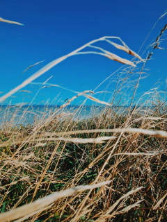 viento del sur