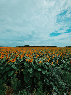 girasoles que miran al sol