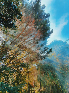 rayitos de otoño