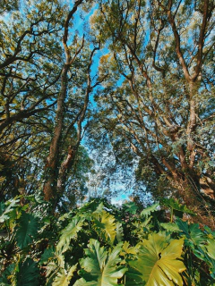 un bosque tropical