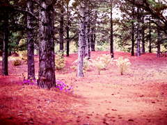 perdida en un bosque rosa