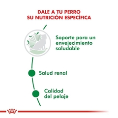 ROYAL CANIN - Mini Ageing 12+ / Humedo - 12 x 85 gr en internet