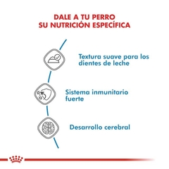 ROYAL CANIN - Mini Puppy / Humedo - 12 x 85 gr en internet