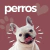 Banner de Gran Mascota Mx
