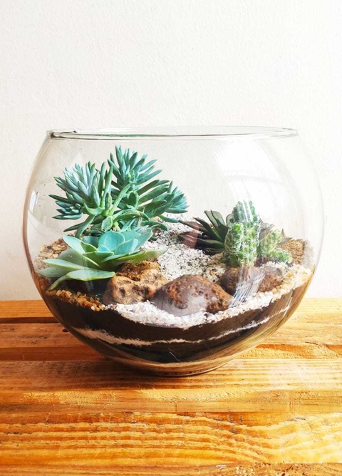 Arranjo suculentas - sortido - comprar online