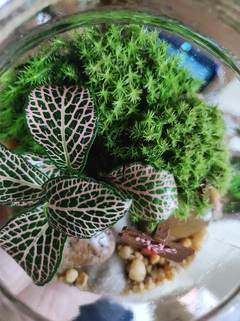 Terrário natural Mãe - comprar online