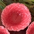 Bowl Porcelana Daisy Coral 14x6cm Wolff - casa em decor