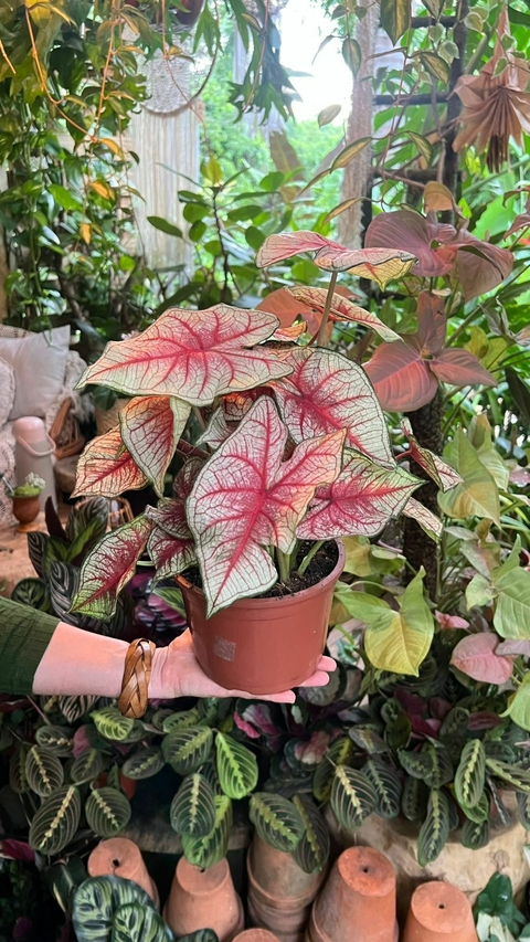 Bulbos de Caladium (A)