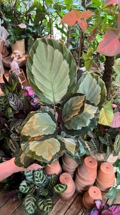 Maranta Saturno na internet