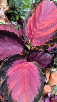 Maranta Crimson Rosa Picturata - comprar online