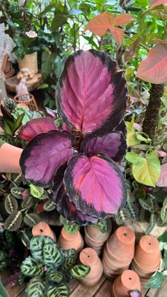 Maranta Crimson Rosa Picturata na internet