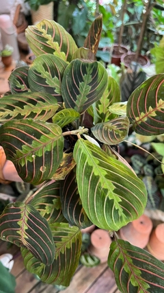 Maranta Bigode de Gato - Flor de Camomyla | Espaço Botânico | Plantas Urban Jungle e Cestarias!