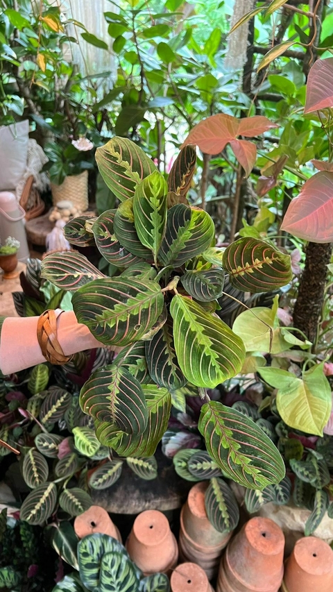 Maranta Bigode de Gato