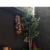 PENCA DE CABAÇA PEQUENAS na internet