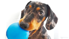 Banner da categoria PETS