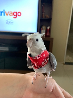 Bandana para Calopsita - comprar online