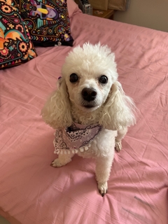 Bandana Lilás c/ pompom - comprar online