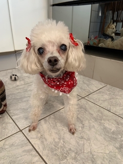 Bandana Vermelha c/ pompom