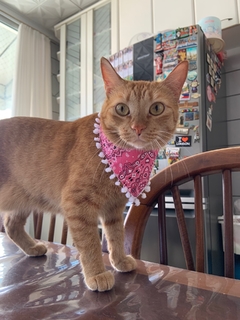 Bandana Rosa c/ pompom
