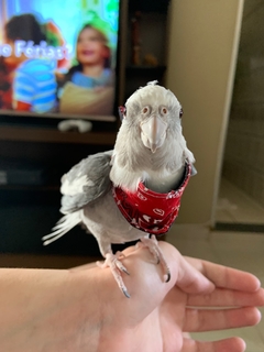 Bandana para Calopsita