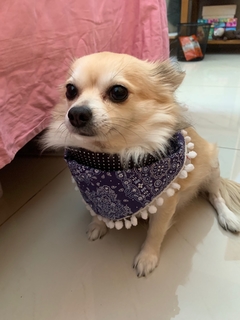 Bandana Azul escuro c/ pompom