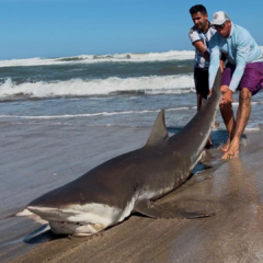 Pesca de Tiburón en Faro Querandi en internet