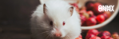 Banner da categoria Hamister 