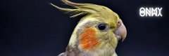 Banner da categoria Pássaros