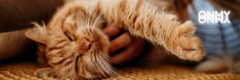 Banner da categoria Gatos