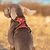 Peitoral reflexivo de náilon para animais de estimação Truelove, sem tração, ajustável, médio, grande, colete para cães, guia de segurança. - comprar online