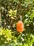 Pingente Calcita Laranja - Alcaline Cristais