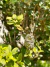 Pingente Pirita - Alcaline Cristais