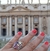 Anillo Alegria - comprar online