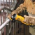 Esmerilhadeira Dewalt 4.1/2 Pol. 20V MAX 10000 RPM S/ Bateria e Carregador DCG412B-B2 - Web da Construção - Materiais Para Construção