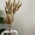 Cauda de coelho - folhas secas - comprar online