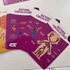 Cartas “El cuerpo humano” - comprar online