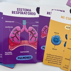 Cartas “El cuerpo humano” - Sol Ros 