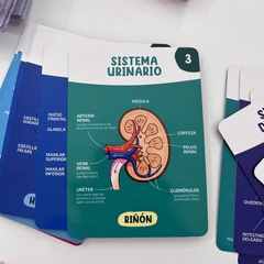 Cartas “El cuerpo humano”