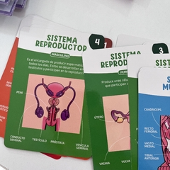 Cartas “El cuerpo humano” en internet
