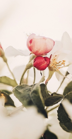 ROSES (aroma)