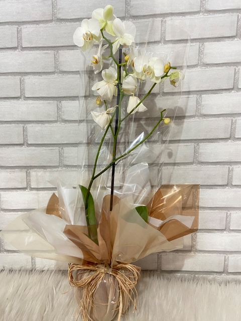 Orquídea Phalaenopsis para Presente