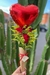 CONE COM ROSAS E BALÃO