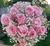 Buquê de Noivas com 20 Rosas