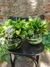 Arreglos florales - Coque