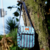 Pinus Listrada - comprar online