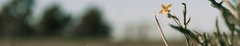 Banner de la categoría CAMPO