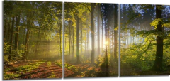 Cuadro Bosque Mod3