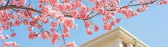 Banner da categoria Coleção Hanami