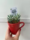 Suculenta na mini-xícara - comprar online