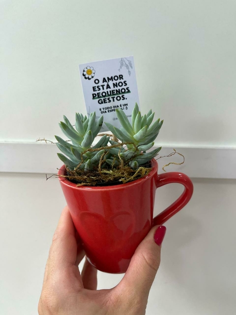 Suculenta na mini-xícara - comprar online